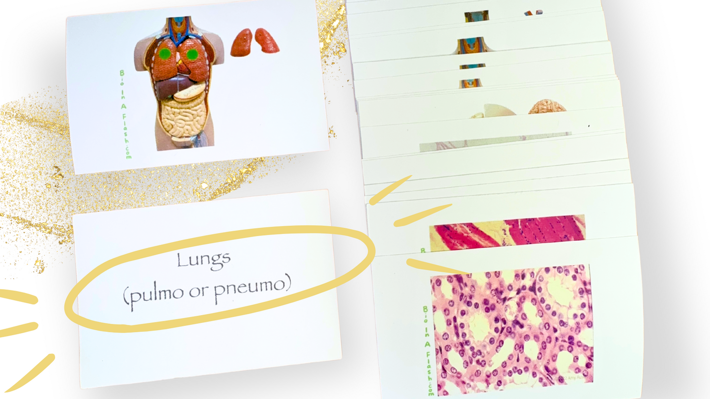 Major Organs and Tissues Part 1 Anatomy Flashcards