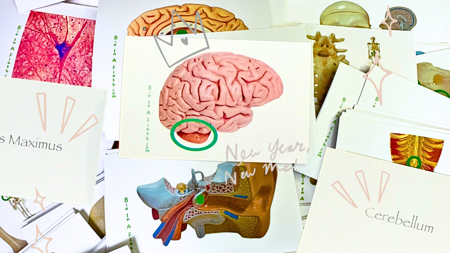 Complete Anatomy Flashcard Set