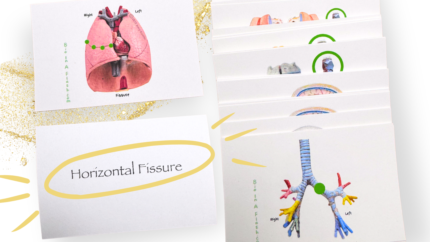 Respiratory System Anatomy Flashcards