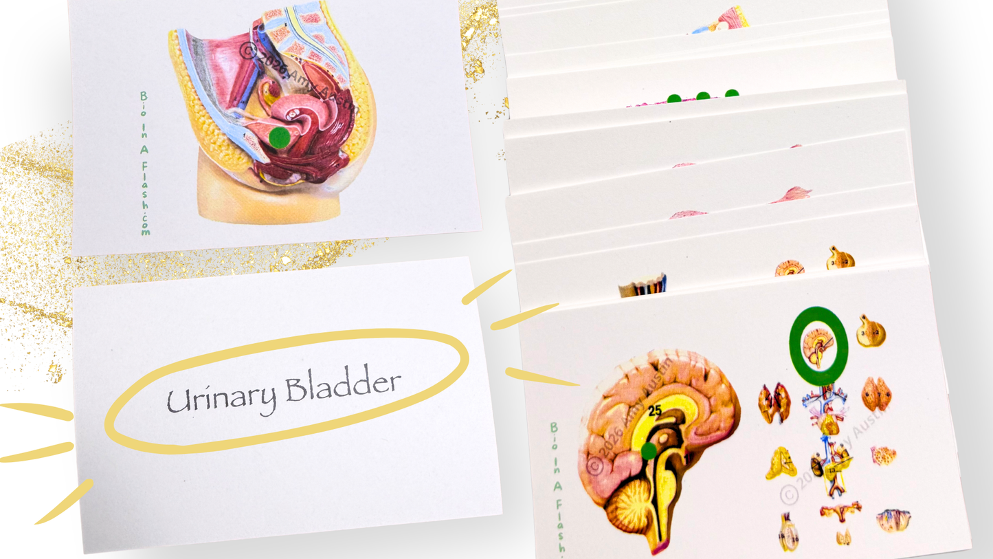 Endocrine and Reproductive Systems Anatomy Flashcards