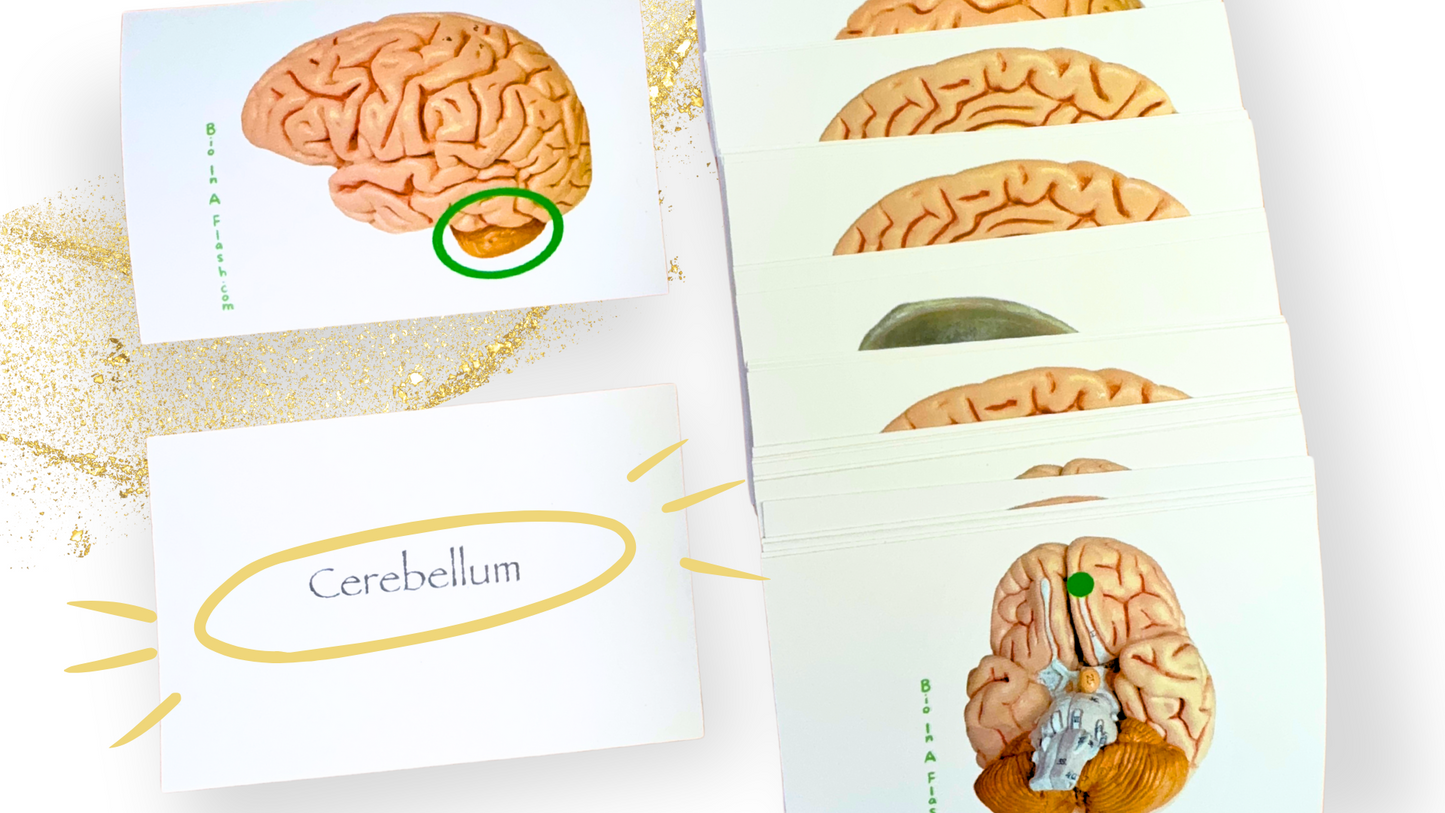 Brain and Peripheral Neuron Anatomy Flashcards