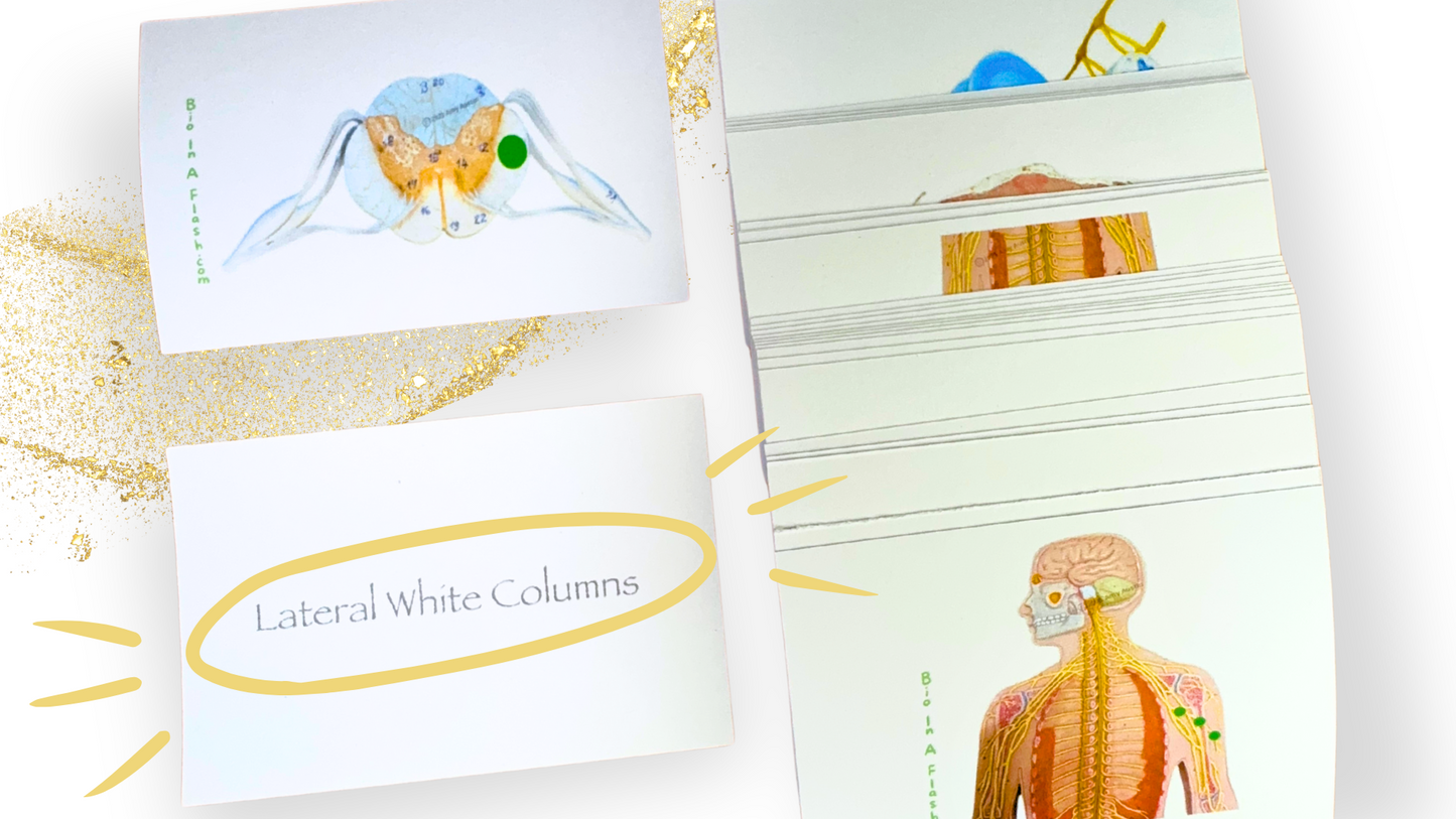 Spinal Cord, Autonomic and Somatic Reflexes, and Peripheral nerves Anatomy Flashcards