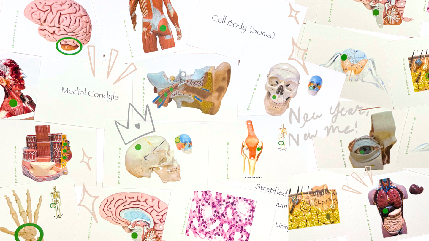 Complete Anatomy Flashcard Set (Anatomy and Physiology 1)