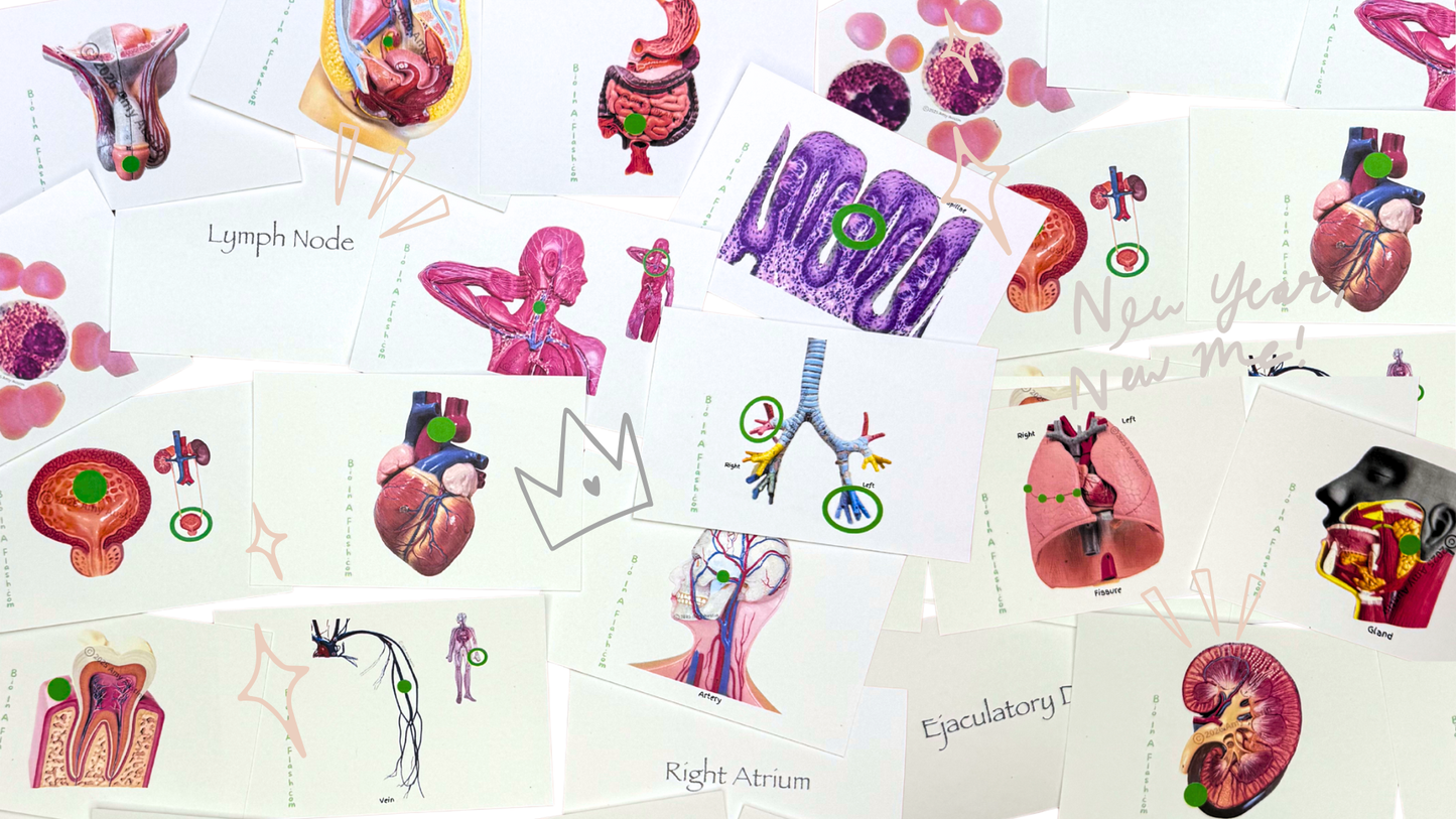 Complete Anatomy Flashcard Set (Anatomy and Physiology 2)