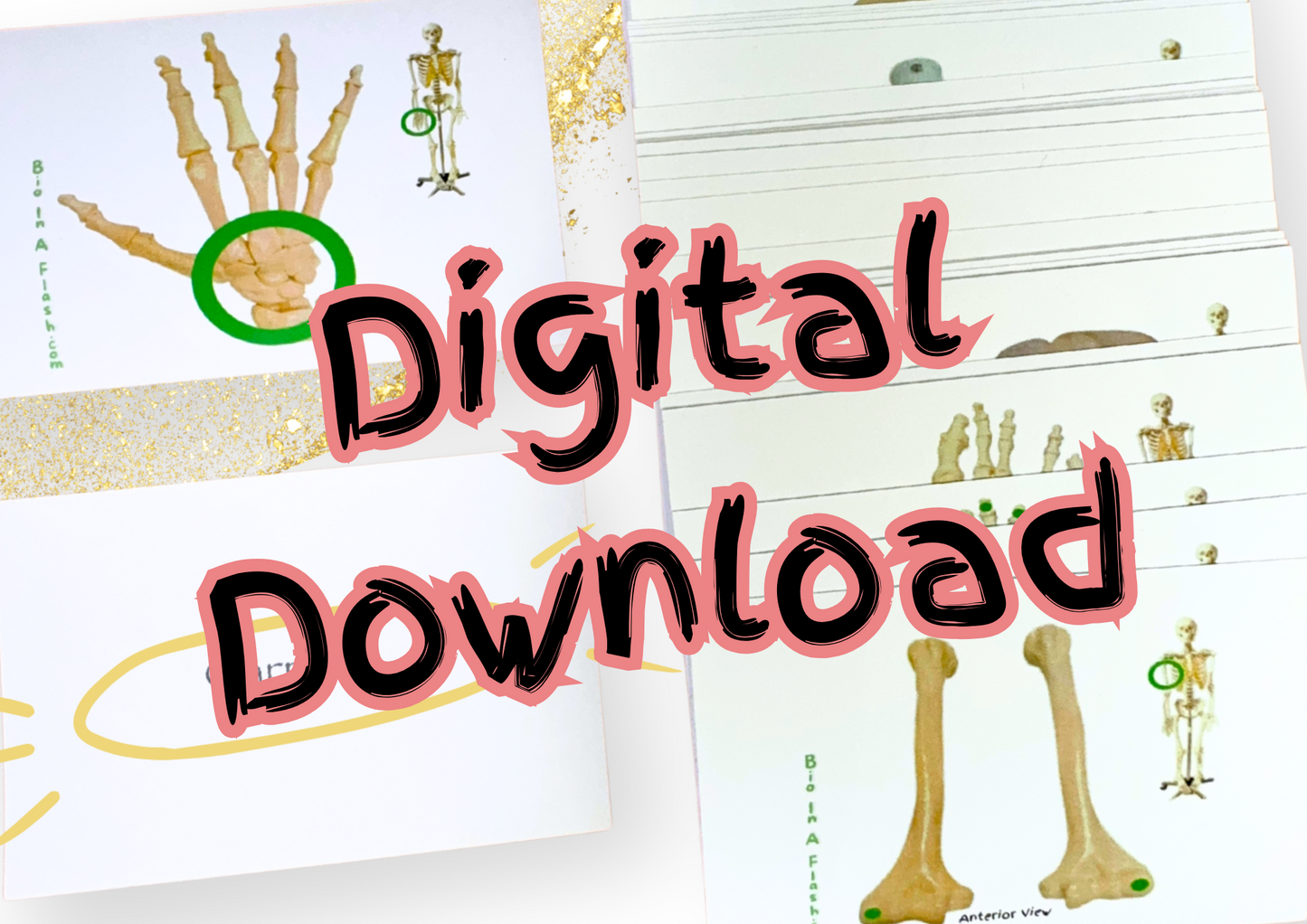 eFlashcards Appendicular Skeleton