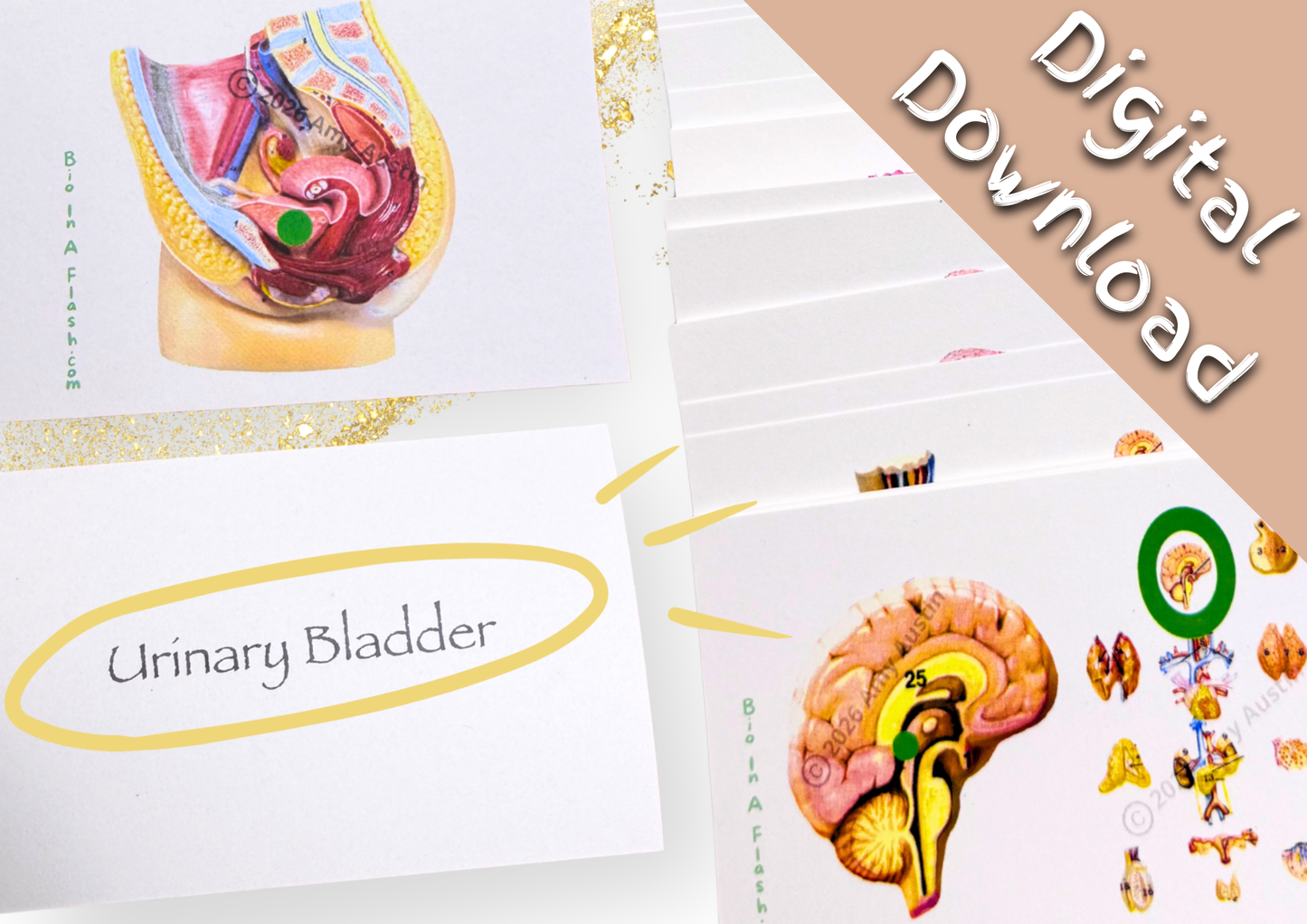 eFlashcards Endocrine and Reproductive Systems