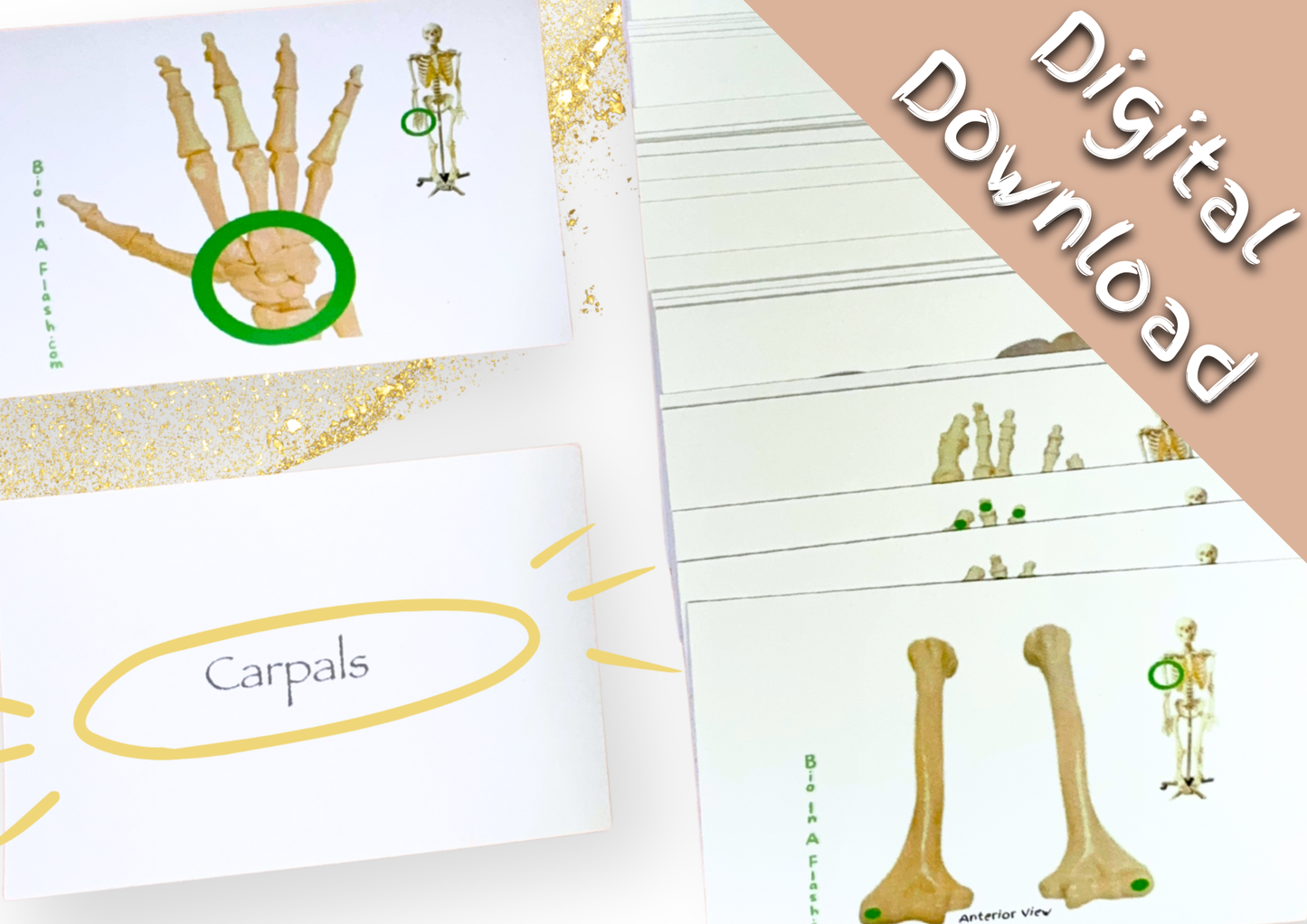 eFlashcards Appendicular Skeleton