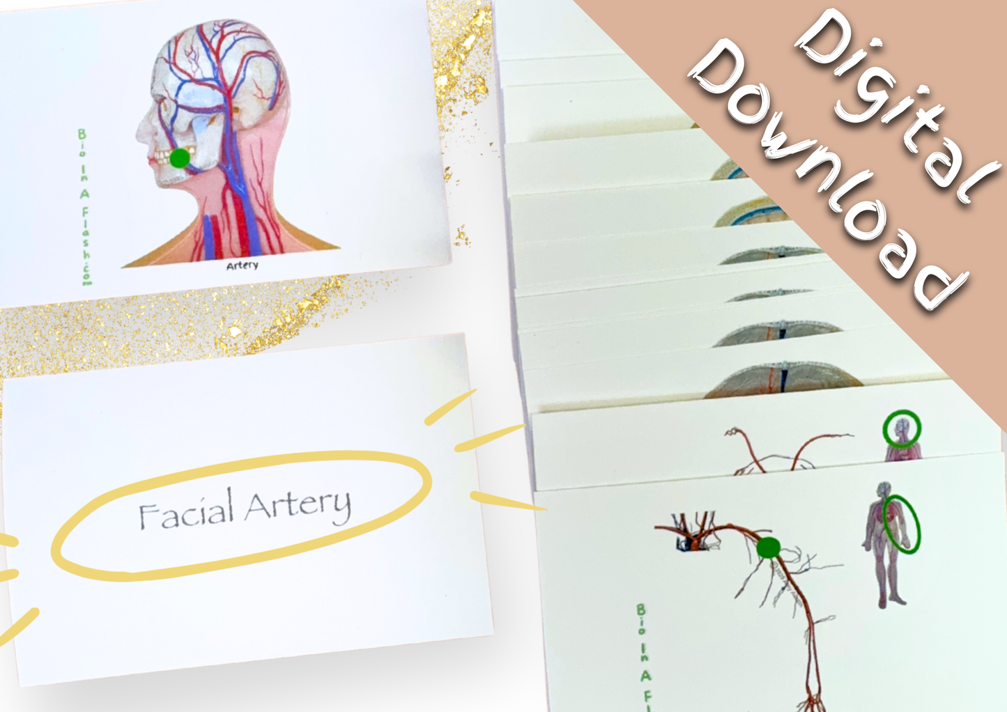 eFlashcards Blood Vessels