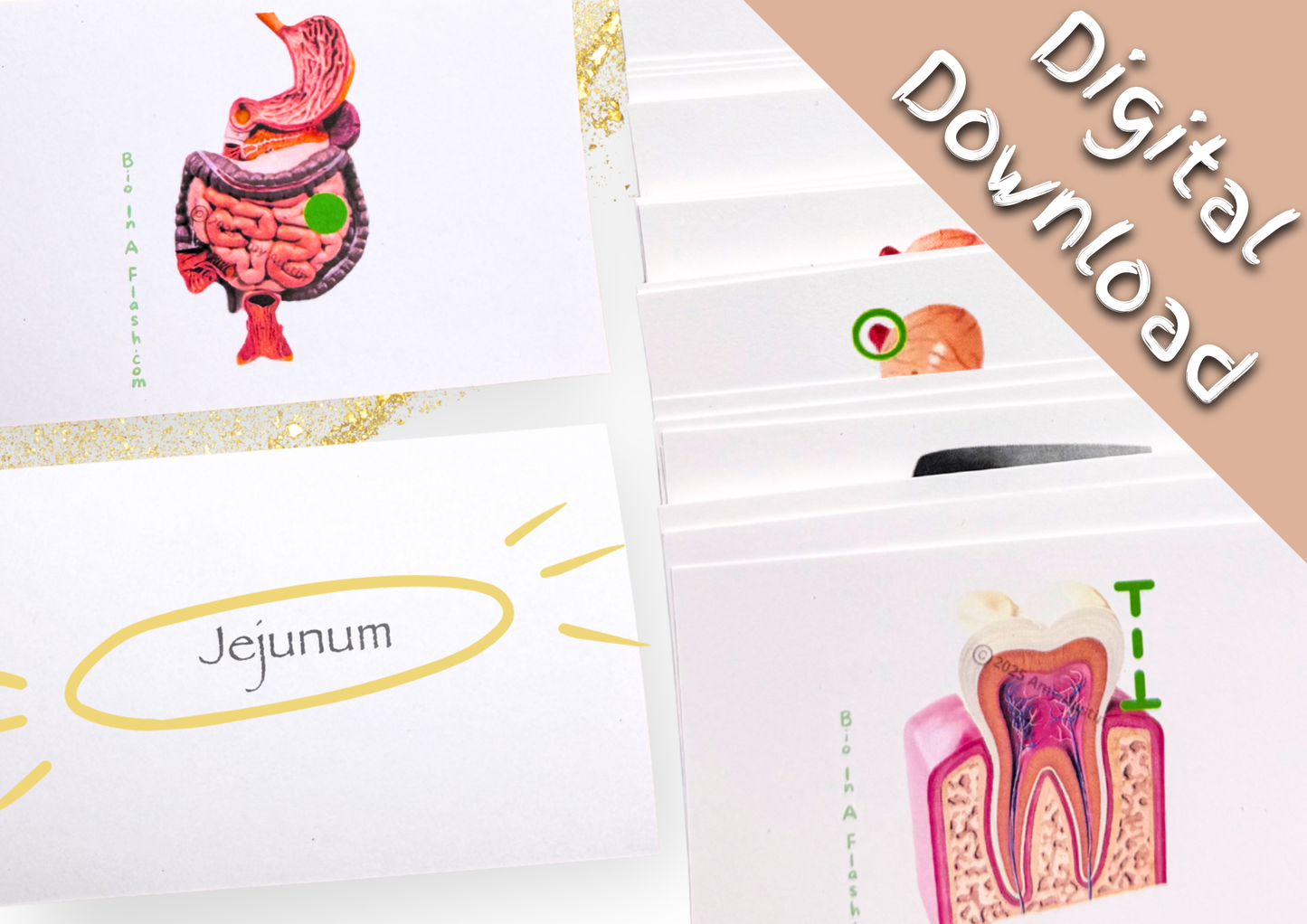eFlashcards Digestive System