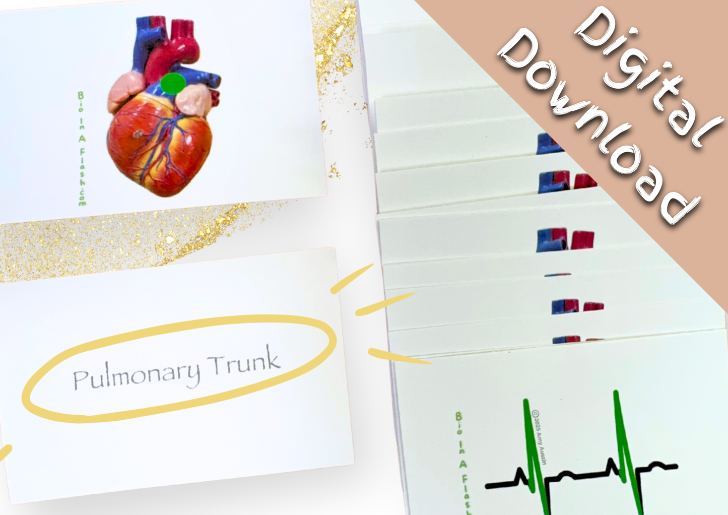 eFlashcards The Heart