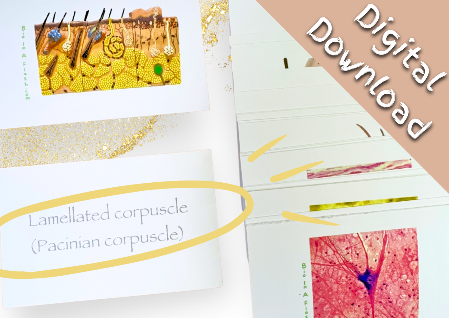 eFlashcards Integumentary System and Tissues Part 2