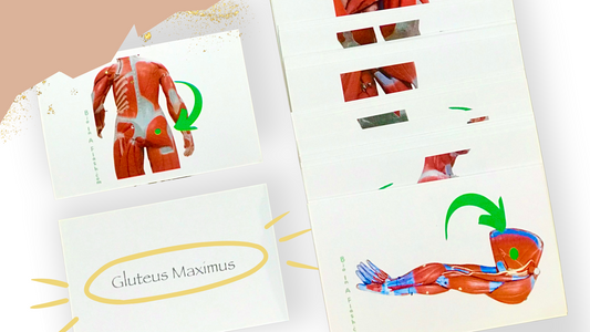 Muscular System Anatomy Flashcards