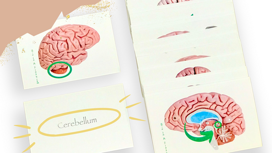 Brain and Peripheral Neuron Anatomy Flashcards