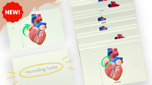 The Heart Anatomy Flashcards