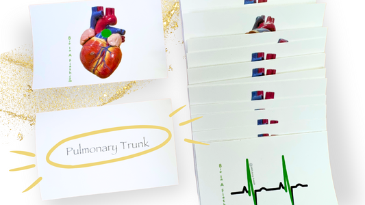 The Heart Anatomy Flashcards