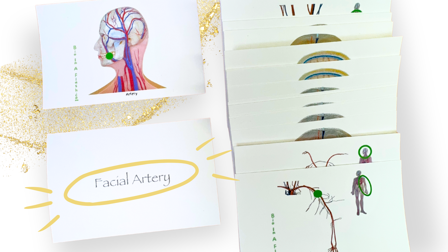 Blood Vessels Anatomy Flashcards