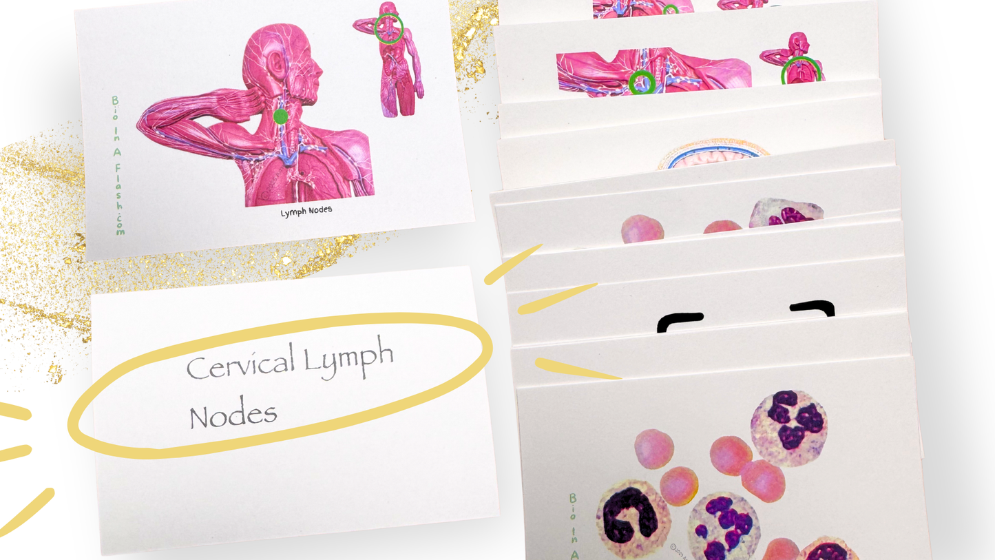 Blood and Lymphatic System Anatomy Flashcards