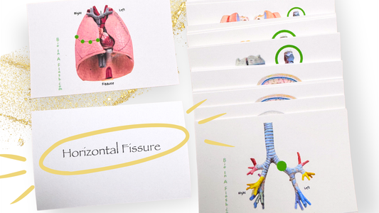 Respiratory System Anatomy Flashcards