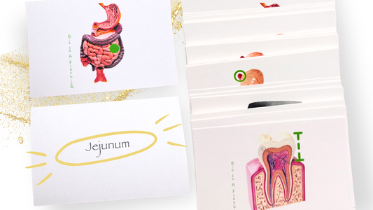 Digestive System Anatomy Flashcards