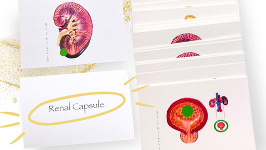 Urinary System Anatomy Flashcards