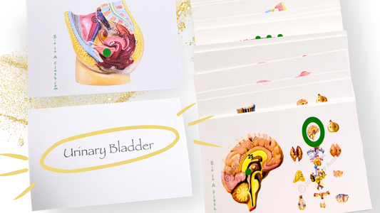 Endocrine and Reproductive Systems Anatomy Flashcards