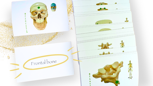 Axial Skeleton Anatomy Flashcards