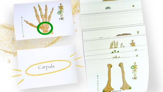 Appendicular Skeleton Anatomy Flashcards