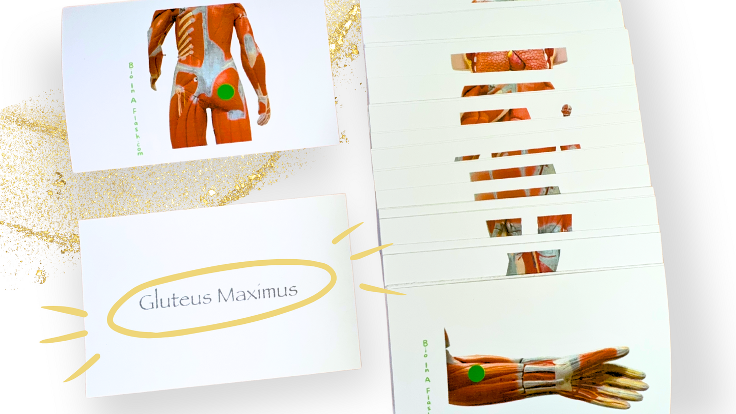 Muscular System Anatomy Flashcards