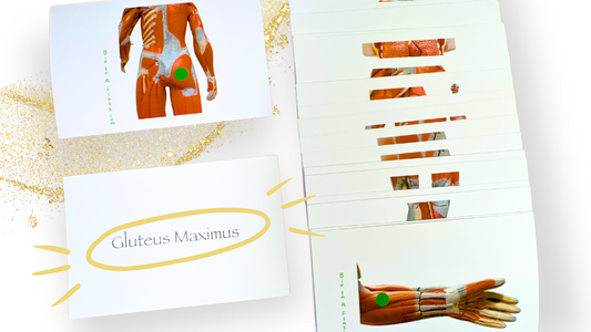 Muscular System Anatomy Flashcards
