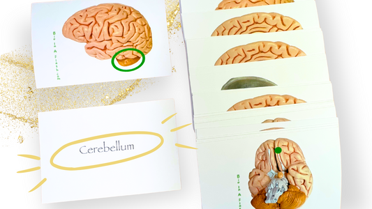 Brain and Peripheral Neuron Anatomy Flashcards