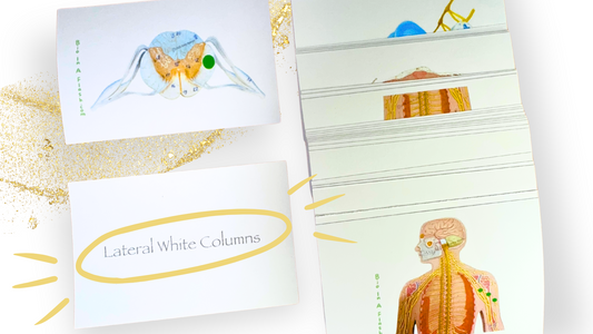 Spinal Cord, Autonomic and Somatic Reflexes, and Peripheral nerves Anatomy Flashcards