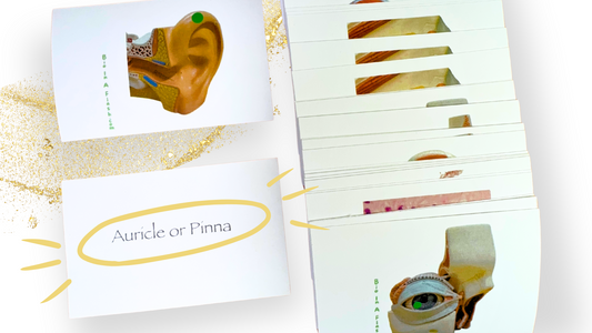 Cutaneous and Special Senses Anatomy Flashcards