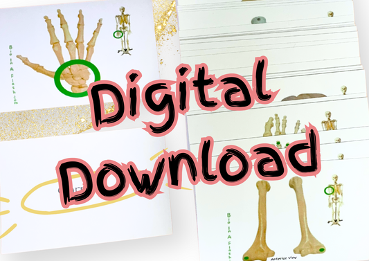 eFlashcards Appendicular Skeleton