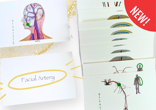 Blood Vessels Anatomy Flashcards