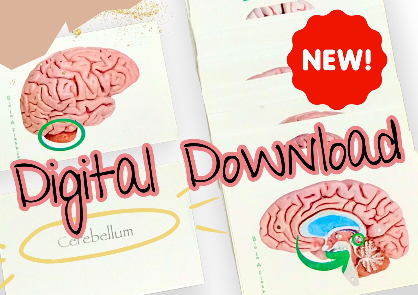 eFlashcards Brain and Peripheral Neuron