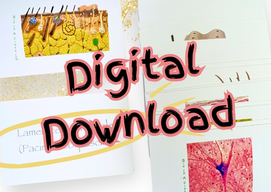 eFlashcards Integumentary System and Tissues Part 2
