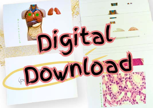eFlashcards Major Organs and Tissues Part 1
