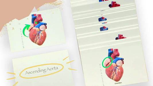 The Heart Anatomy Flashcards