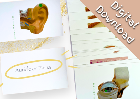 eFlashcards Cutaneous and Special Senses