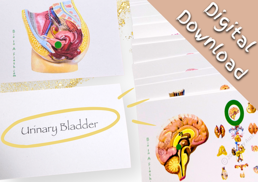 eFlashcards Endocrine and Reproductive Systems