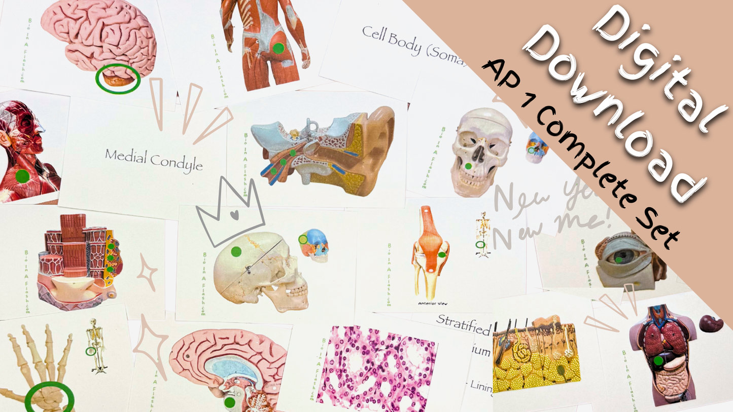 eFlashcard Complete Set (Anatomy and Physiology 1)