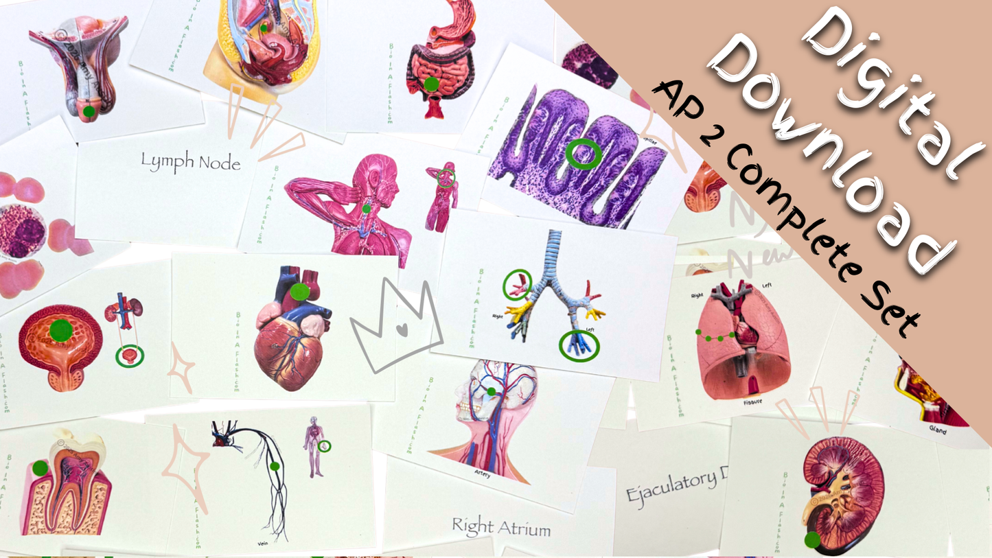 eFlashcard Complete Set (Anatomy and Physiology 2)