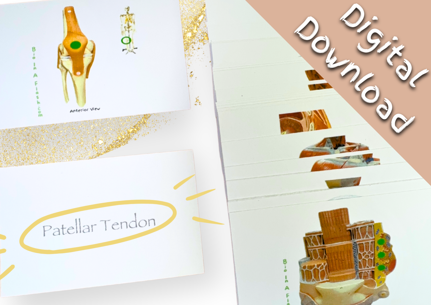 eFlashcards Articulations and Muscle Cell