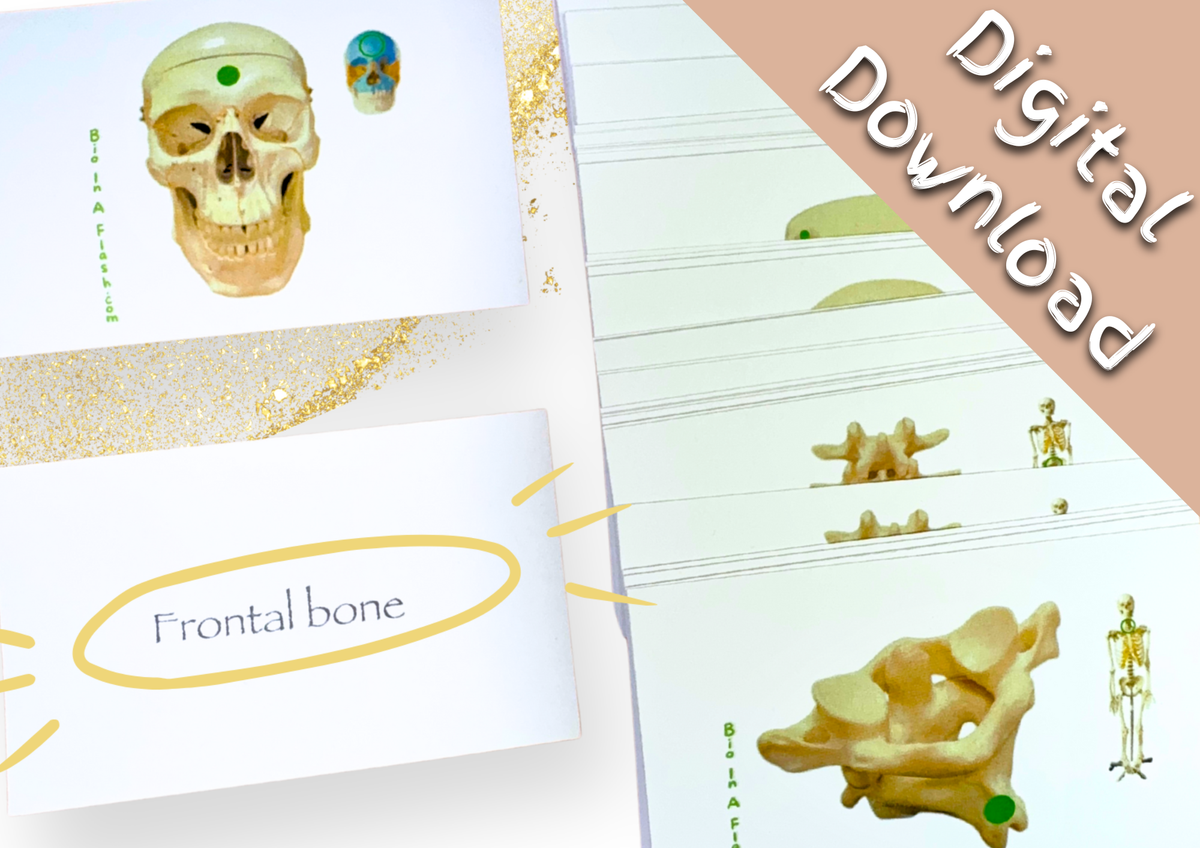 Axial Skeleton (Digital Set) – Bio in a flash