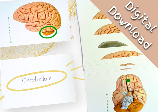 eFlashcards Brain and Peripheral Neuron