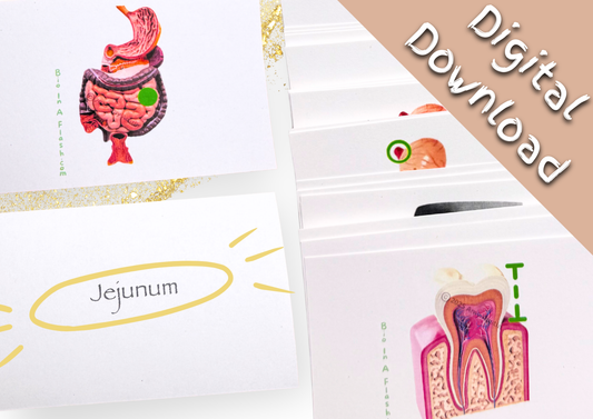 eFlashcards Digestive System