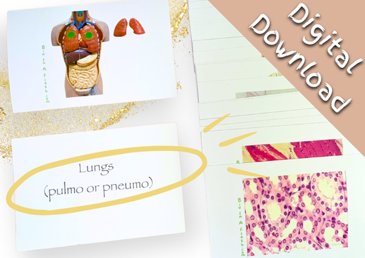 eFlashcards Major Organs and Tissues Part 1