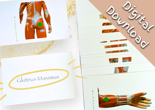 eFlashcards Muscular System