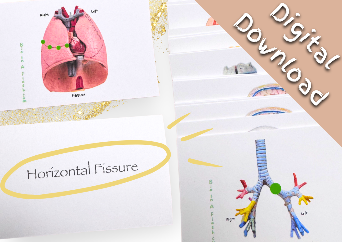 eFlashcards Respiratory System