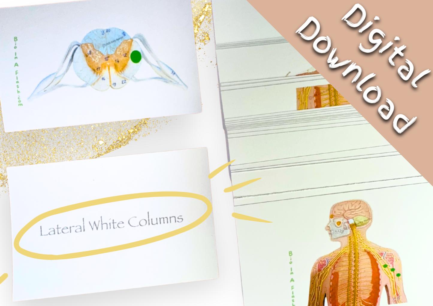 eFlashcards Spinal Cord, Autonomic and Somatic Reflexes, and Peripheral nerves